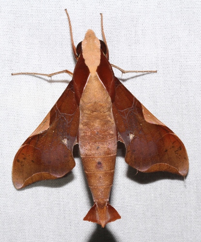 Callionima nomius Walker, 1856