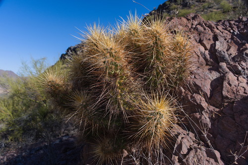 Echinocereus nicholii