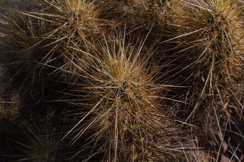 Echinocereus nicholii