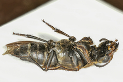 Ontholestes tessellatus