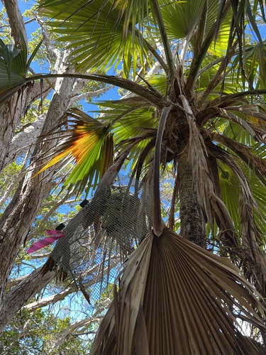 Pritchardia napaliensis observed 2022-07-22