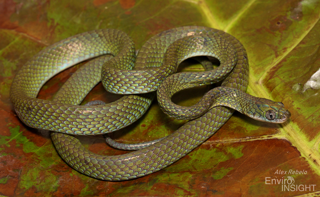 Laurent's Green Tree-Snake