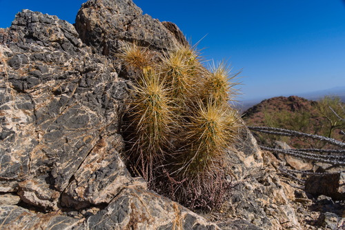 Echinocereus nicholii
