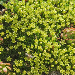 Cherleria sedoides