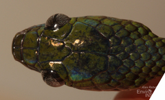 Laurent's Green Tree-Snake photo 5