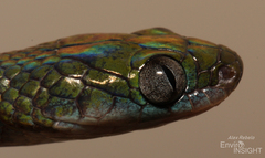 Laurent's Green Tree-Snake photo 4