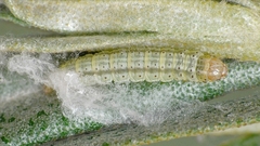 Gelechia hippophaella
