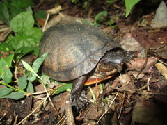 Kinosternon creaseri