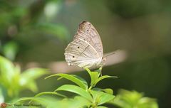 Junonia atlites