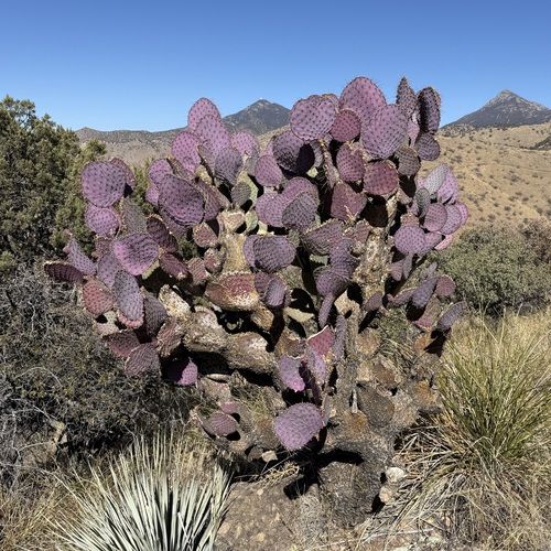 Image of Opuntia santa by (c) Sue Carnahan, some rights reserved (CC BY)