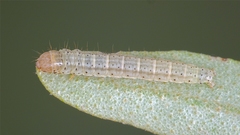 Gelechia hippophaella