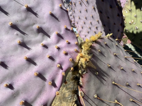 Image of Opuntia santa by (c) Sue Carnahan, some rights reserved (CC BY)