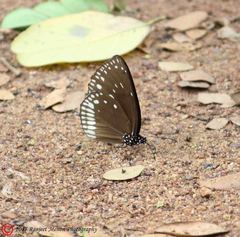 Euploea klugii