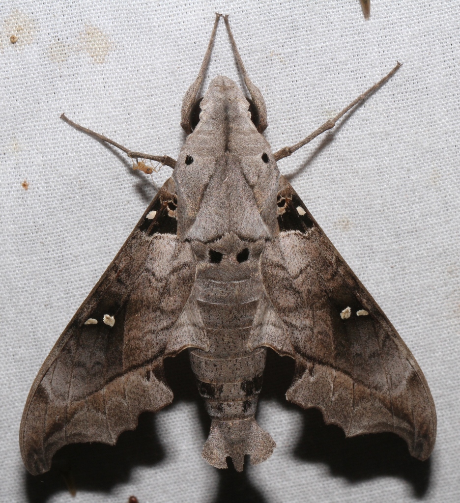 Madoryx oiclus