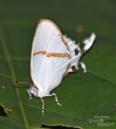 Common False Head