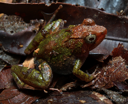 Phrynobatrachus alleni