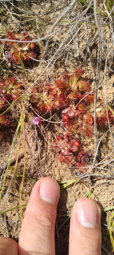 Foto de Drosera natalensis é conhecida popularmente como "droséra"