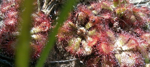 Foto de Drosera natalensis é conhecida popularmente como "droséra"