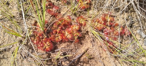 Foto de Drosera natalensis é conhecida popularmente como "droséra"