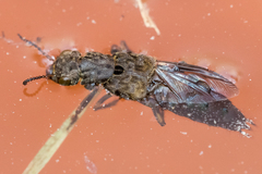 Ontholestes tessellatus
