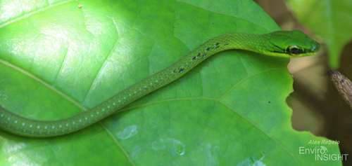 Emerald Snake