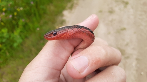 Eastern Garter Snake