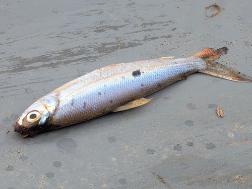 Smallscale hemiodus (Hemiodus microlepis) — Hemiodontidae — 3