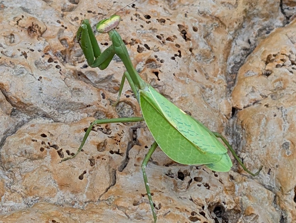 Pseudoxyops perpulchra