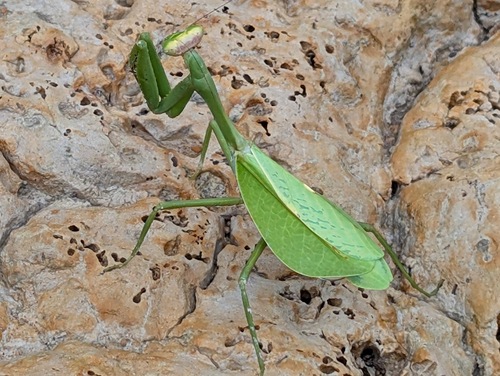 Pseudoxyops perpulchra