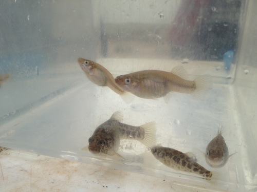 Gambusia echelleorum