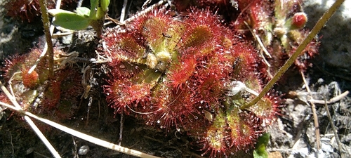 Foto de Drosera natalensis é conhecida popularmente como "droséra"