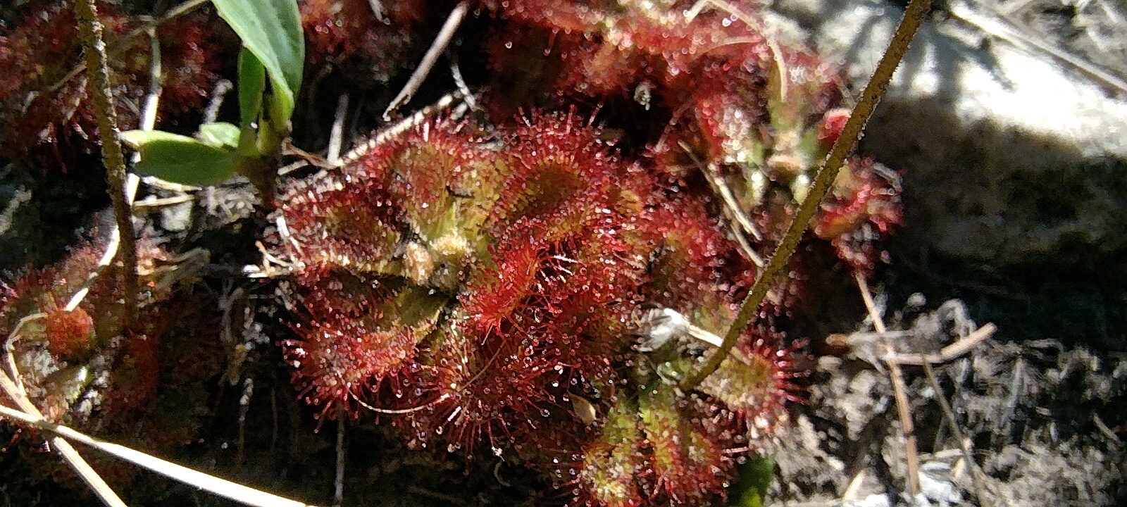 Imagem de Drosera natalensis é conhecida popularmente como "droséra"
