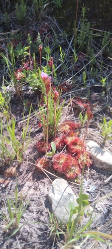 Foto de Drosera natalensis é conhecida popularmente como "droséra"