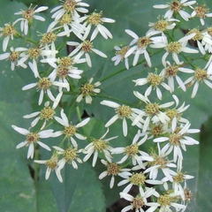 Eurybia schreberi