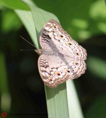 Junonia atlites