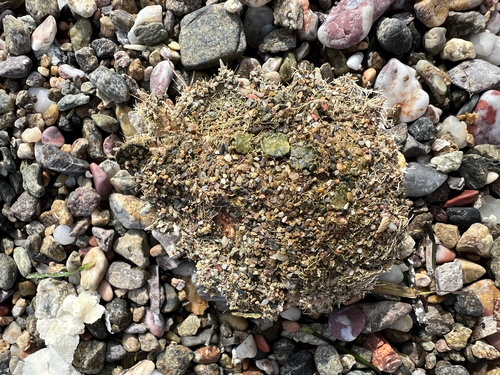 Lesser Spider Crab