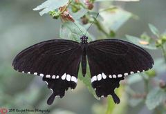 Papilio polytes