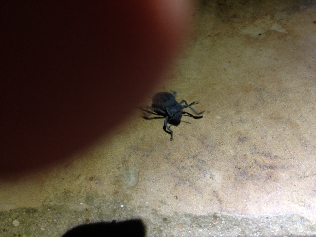 Asbolus mexicanus