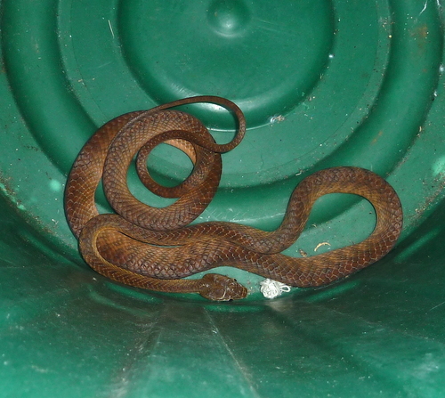 Brown Tree Snake sighting
