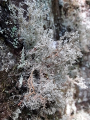 Sphaerophorus globosus