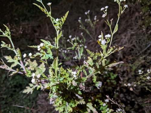 Parthenium hysterophorus iNat (2)
