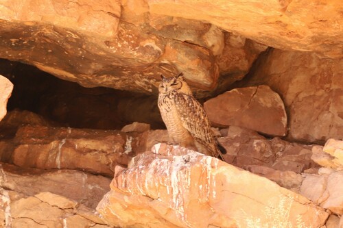Búho desértico (Bubo ascalaphus)