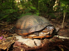 Kinosternon creaseri