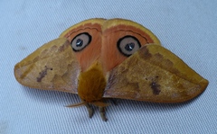 Automeris jucunda