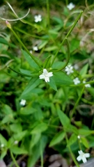 Epilobium minutum