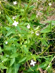Epilobium minutum