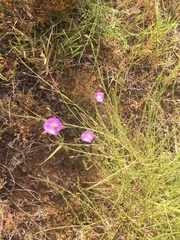 Agalinis strictifolia