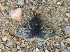 Metaxmeste nubicola