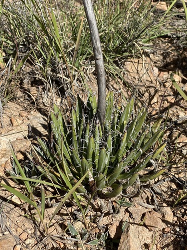 Image of Agave parviflora by (c) Sue Carnahan, some rights reserved (CC BY)
