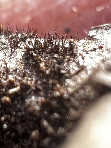 Helminthosporium velutinum, 2025-01-26
